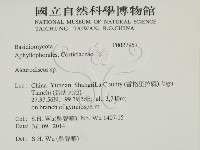 盤革菌屬藏品圖，第2張