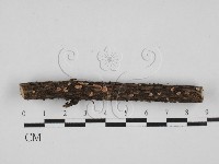 盤革菌屬藏品圖，第1張