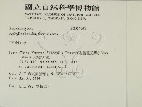 射脈菌屬藏品圖，第2張