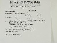 射脈菌屬藏品圖，第2張