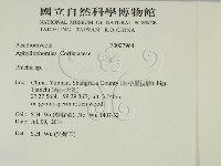 射脈菌屬藏品圖，第2張