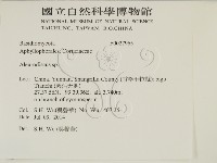 盤革菌屬藏品圖，第2張
