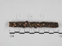 盤革菌屬藏品圖，第1張
