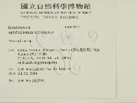 盤革菌屬藏品圖，第2張