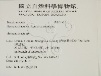 刺革菌屬藏品圖，第2張