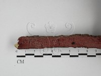 刺革菌屬藏品圖，第1張