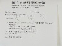 絲皮菌屬藏品圖，第2張