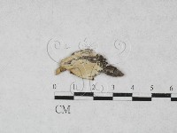 絲皮菌屬藏品圖，第1張