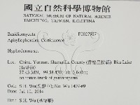 絲皮菌屬藏品圖，第2張