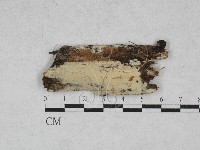 絲皮菌屬藏品圖，第1張