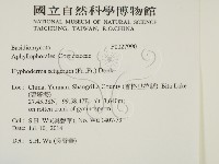 剛毛絲皮菌藏品圖，第2張