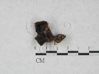 登錄號:F0027993藏品圖，第1張