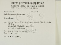 絲齒菌屬藏品圖，第2張