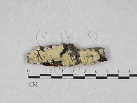 絲齒菌屬藏品圖，第1張