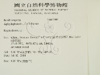 絲齒菌屬藏品圖，第2張