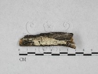 絲齒菌屬藏品圖，第1張