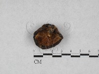 多孔菌屬藏品圖，第1張