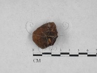 多孔菌屬藏品圖，第3張