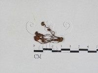 登錄號:F0028001藏品圖，第1張