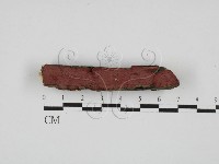 刺革菌屬藏品圖，第1張