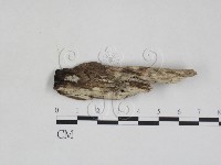 登錄號:F0028008藏品圖，第1張