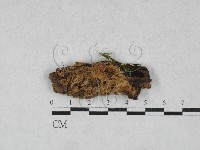 登錄號:F0028015藏品圖，第1張