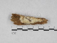 登錄號:F0028019藏品圖，第1張