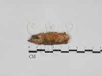 登錄號:F0028022藏品圖，第1張