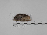 登錄號:F0028025藏品圖，第1張