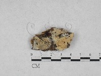 登錄號:F0028026藏品圖，第1張