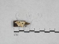 登錄號:F0028032藏品圖，第1張