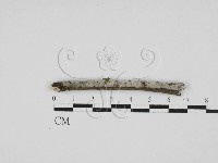 剛毛絲皮菌藏品圖，第1張