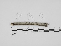 剛毛絲皮菌藏品圖，第3張