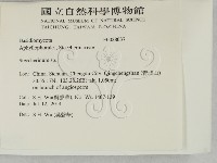 齒耳菌屬藏品圖，第2張