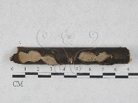登錄號:F0028039藏品圖，第1張