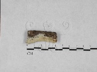 登錄號:F0028044藏品圖，第1張