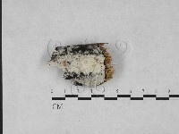 登錄號:F0028046藏品圖，第1張