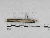 登錄號:F0028048藏品圖，第3張