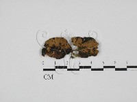 刺革菌屬藏品圖，第1張