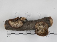 登錄號:F0028050藏品圖，第1張