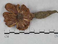 登錄號:F0028051藏品圖，第1張