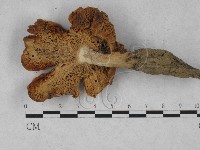 登錄號:F0028051藏品圖，第3張