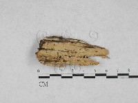 登錄號:F0028053藏品圖，第1張