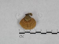 韌革菌屬藏品圖，第4張