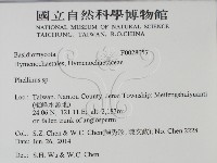 木層孔菌屬藏品圖，第2張