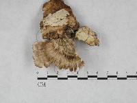 附毛菌屬藏品圖，第3張