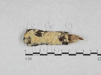 絲齒菌屬藏品圖，第1張