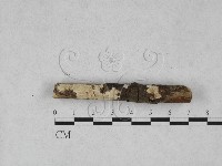 齒耳菌屬藏品圖，第1張