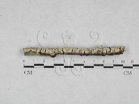 絲齒菌屬藏品圖，第1張