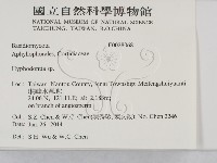 絲齒菌屬藏品圖，第2張
